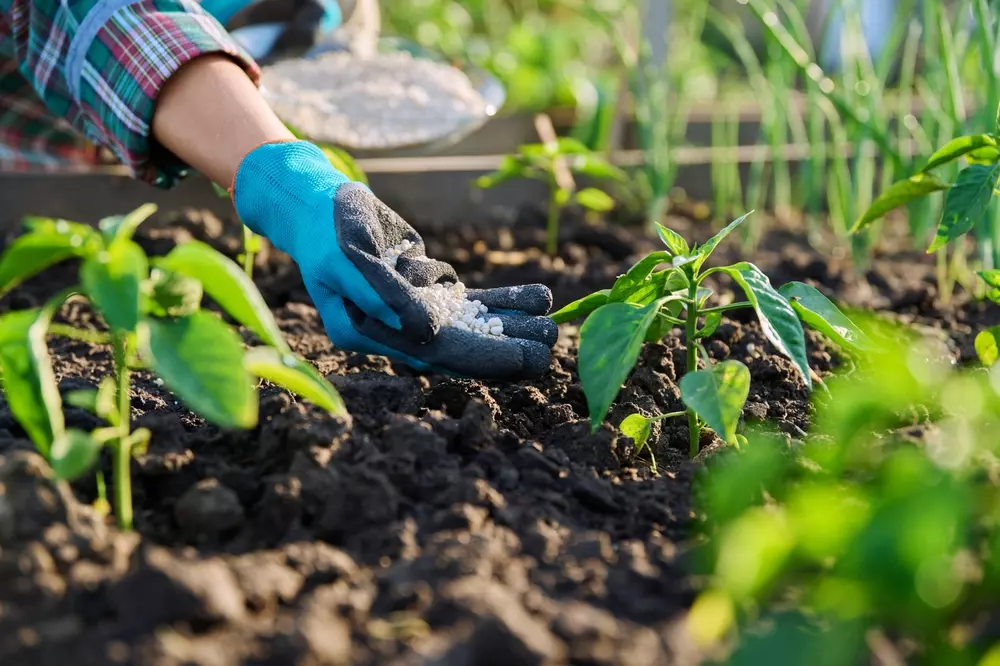 Pessoa aplicando fertilizante no solo em uma plantação otimizando a produção agrícola.