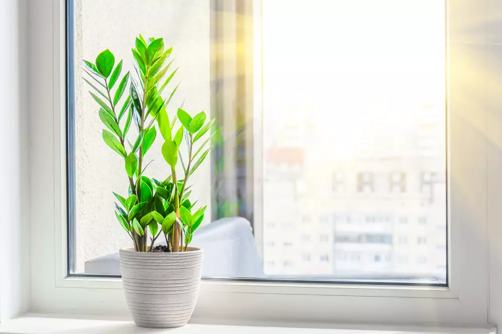 Janela com vidro transparente e uma planta em vaso no interior, refletindo a luz natural e mostrando uma vista urbana ao fundo, representando o uso de minérios no dia a dia.