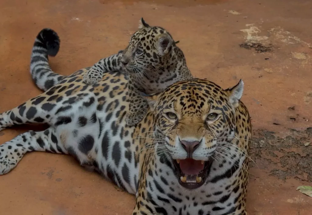 Xingu, a onça-pintada que nasceu no bioparque da Vale, relaxa ao lado de outra onça na sua área de habitat, exibindo sua beleza
