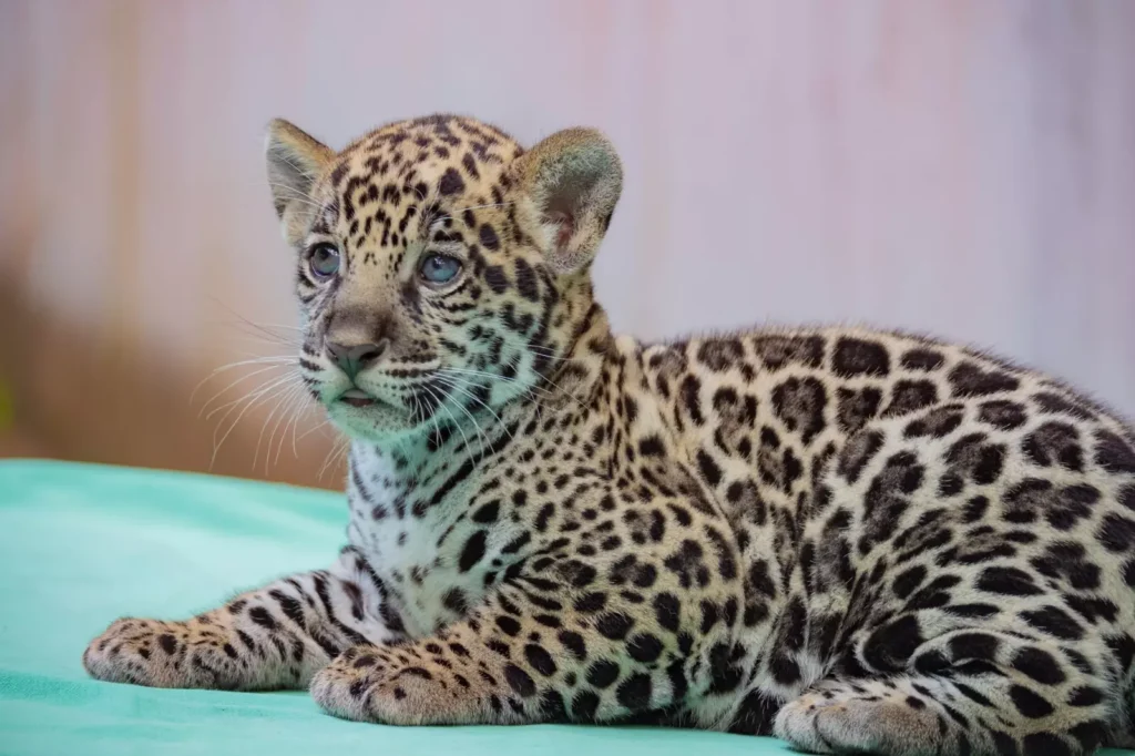 Xingu, a onça-pintada que nasceu no bioparque da Vale, de pelagem marcada por rosetas negras e cinza, de olhos azuis, descansando em um ambiente tranquilo.
