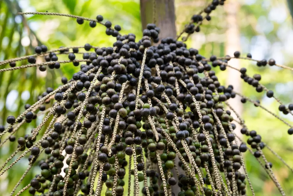 Cacho de açaí com frutos roxos maduros e alguns verdes pendentes de uma palmeira na floresta amazônica.