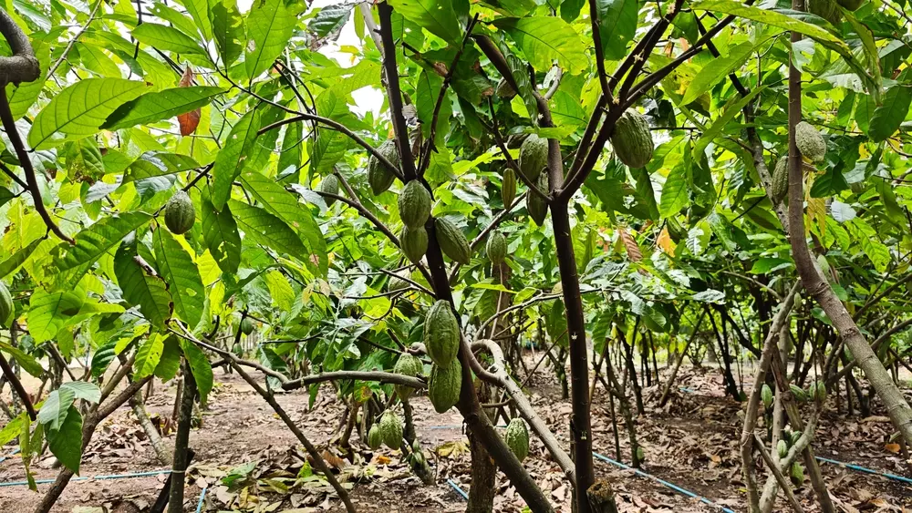 Várias vagens de cacau verdes amadurecendo presas aos troncos e galhos em uma plantação sombreada.