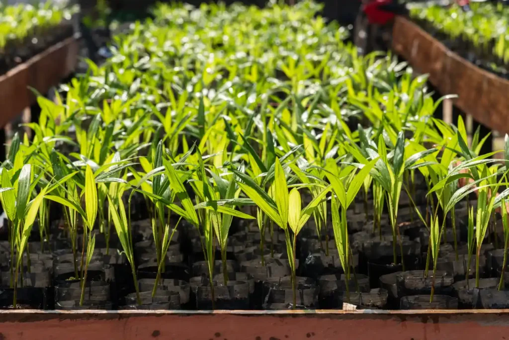 Fileiras de mudas jovens de palmeiras verdes que crescem em pequenos sacos plásticos pretos, dispostas ordenadamente em bandejas de madeira sob a luz solar intensa em um viveiro voltado para o licenciamento social.