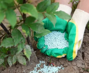 Pessoa usando luvas verdes para aplicar fertilizante de fosfato em grãos azulados no solo ao lado de uma planta em cultivo no campo.